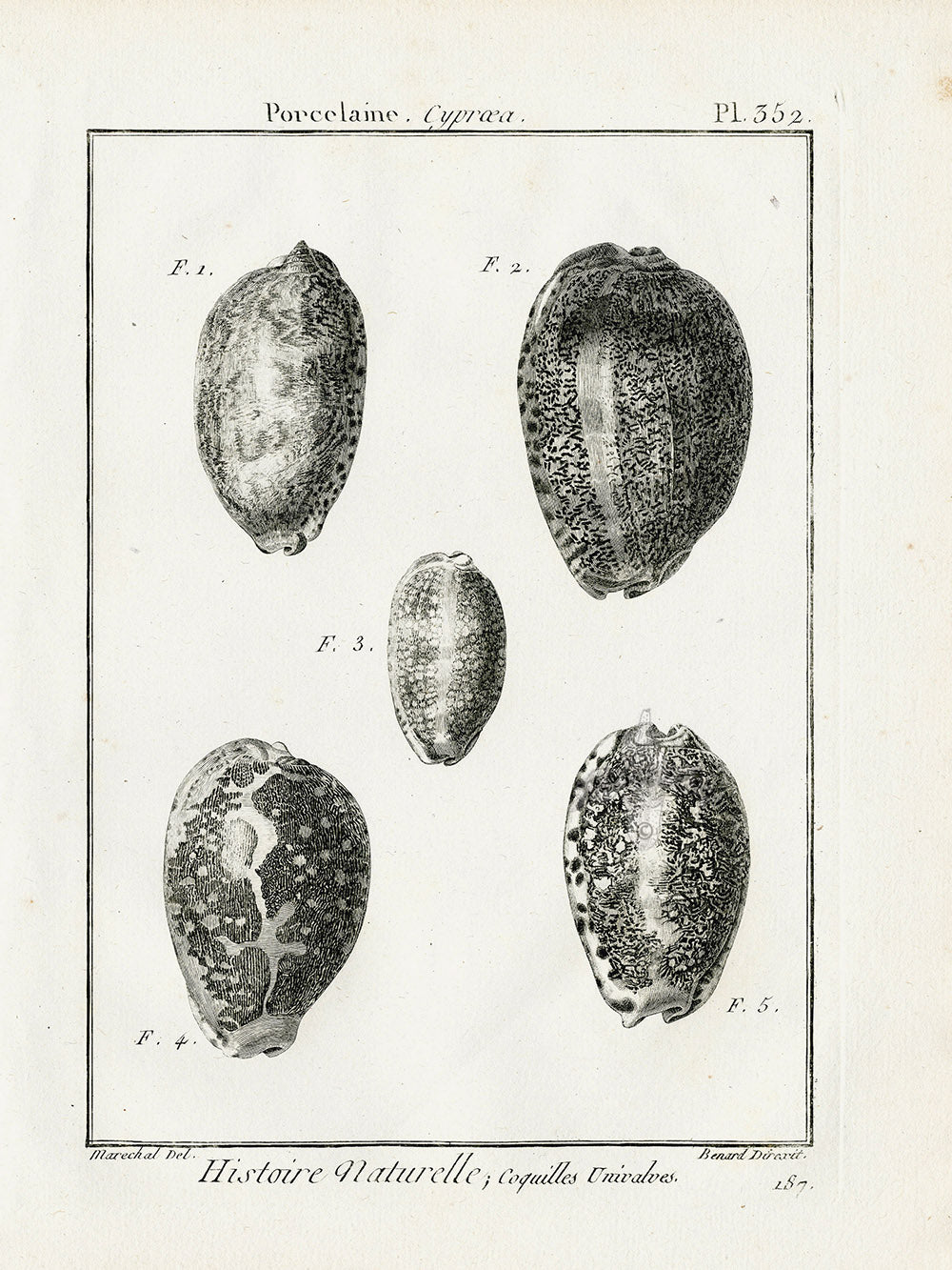 Lamarck Black and White Arabian Cowrie Shells 1757