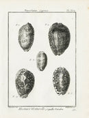 Lamarck Black and White Arabian Cowrie Shells 1757 - Panteek Antique Prints