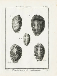 Lamarck Black and White Arabian Cowrie Shells 1757 - Panteek Antique Prints