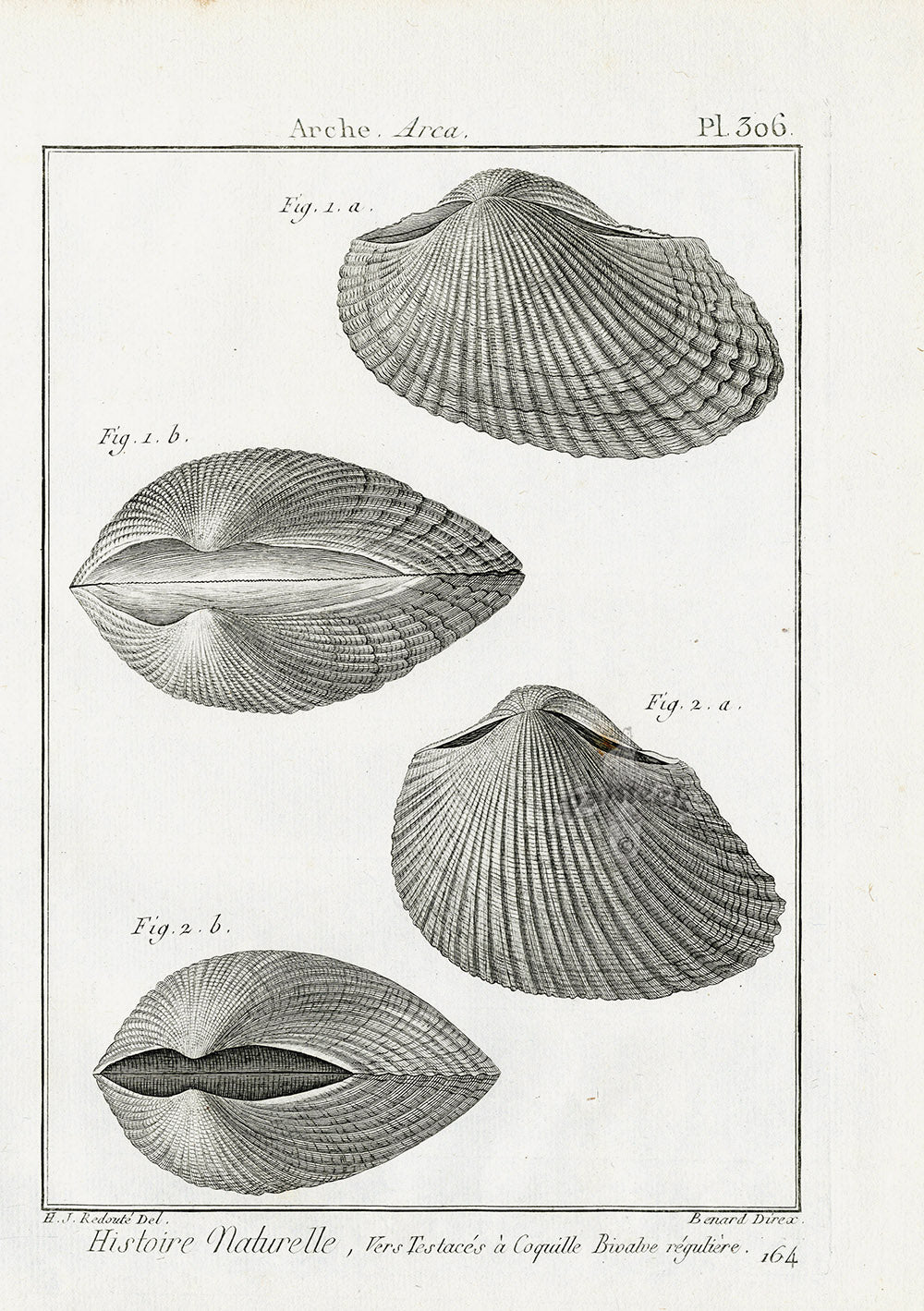 Lamarck Black and White Arca Shells 1757