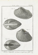 Lamarck Black and White Arca Shells 1757 - Panteek Antique Prints