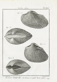 Lamarck Black and White Arca Shells 1757 - Panteek Antique Prints