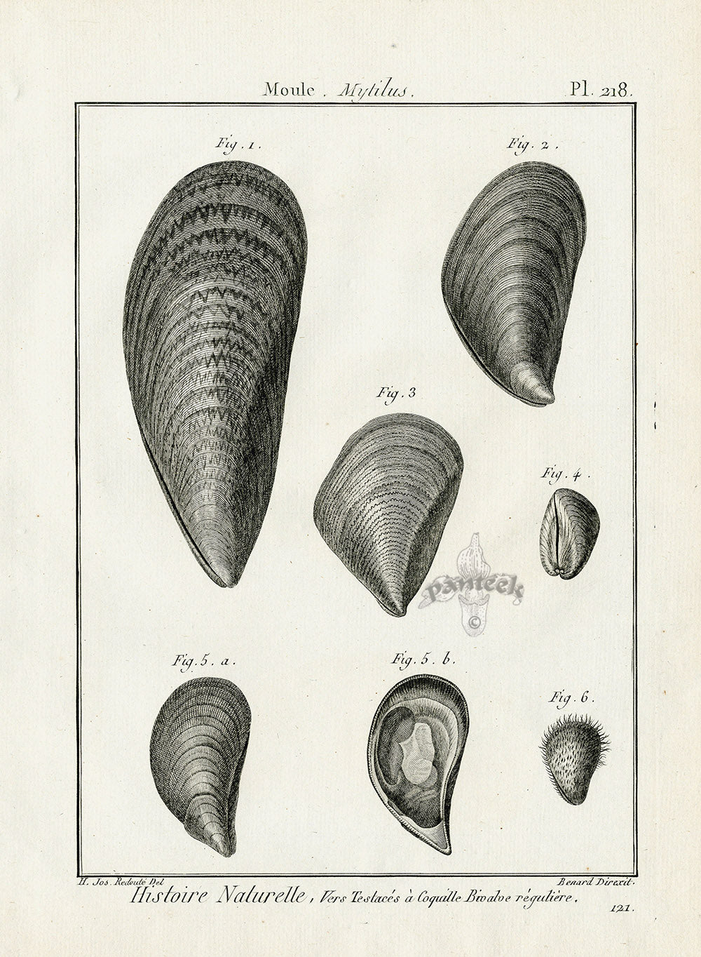 Lamarck Black and White Blue Mussel Shells 1757