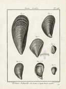 Lamarck Black and White Blue Mussel Shells 1757 - Panteek Antique Prints