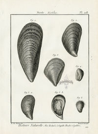 Lamarck Black and White Blue Mussel Shells 1757 - Panteek Antique Prints