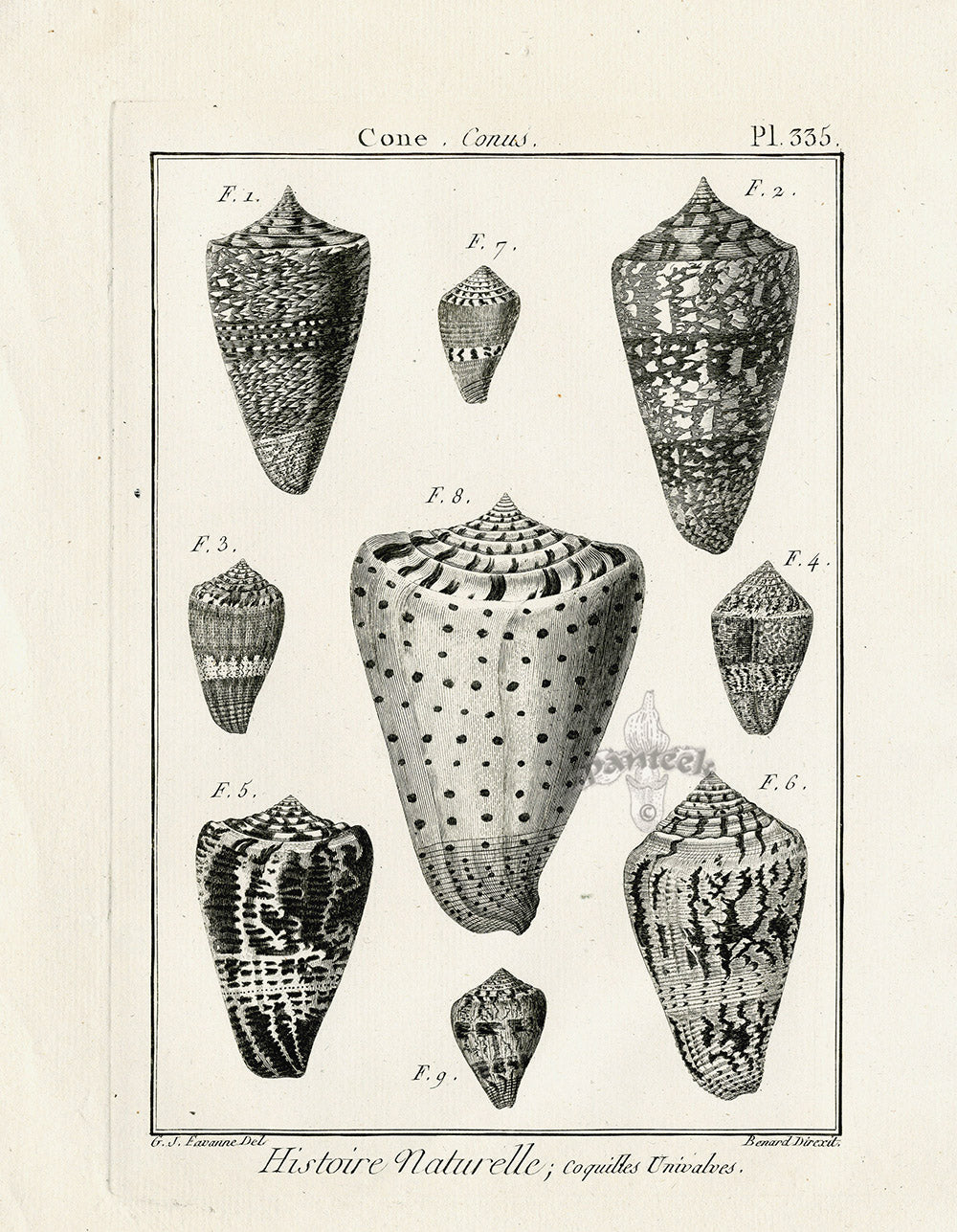 Lamarck Black and White Cone Conus Shells 1757 | Panteek Antique Prints