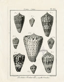 Lamarck Black and White Cone Conus Shells 1757 - Panteek Antique Prints