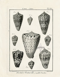Lamarck Black and White Cone Conus Shells 1757 - Panteek Antique Prints