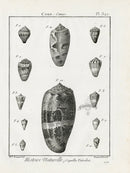 Lamarck Black and White Cone Shells 1757 - Panteek Antique Prints