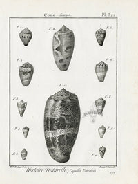 Lamarck Black and White Cone Shells 1757 - Panteek Antique Prints