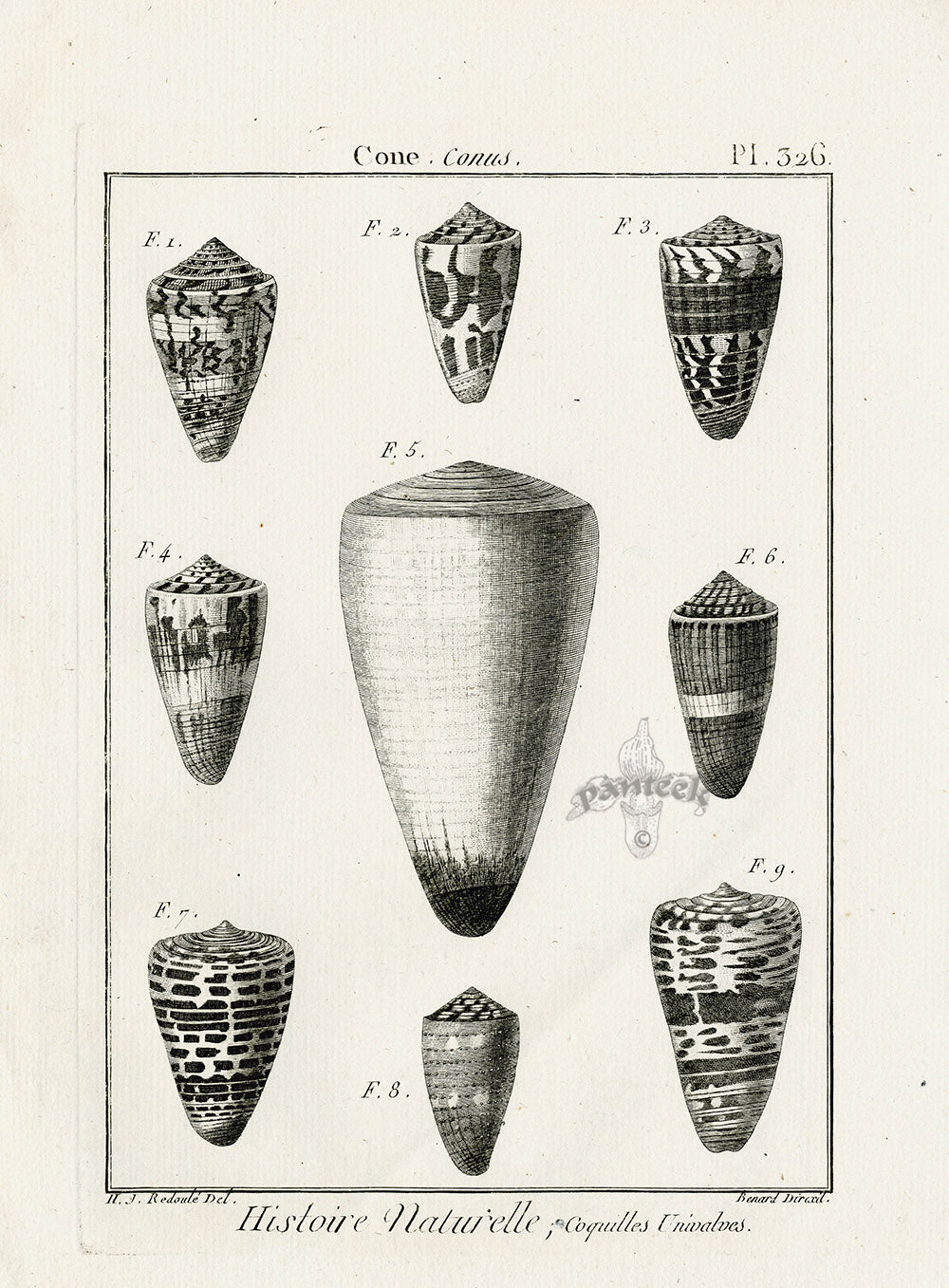 Lamarck Black and White Conus Shells 1757