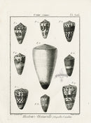 Lamarck Black and White Conus Shells 1757 - Panteek Antique Prints