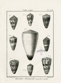 Lamarck Black and White Conus Shells 1757 - Panteek Antique Prints