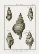 Lamarck Black and White Corrugated Triton Shells 1757 - Panteek Antique Prints