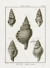 Lamarck Black and White Corrugated Triton Shells 1757 - Panteek Antique Prints