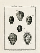 Lamarck Black and White Cowrie Shells 1757 - Panteek Antique Prints
