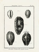 Lamarck Black and White Cypraea Shells 1757 - Panteek Antique Prints