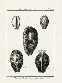 Lamarck Black and White Cypraea Shells 1757 - Panteek Antique Prints