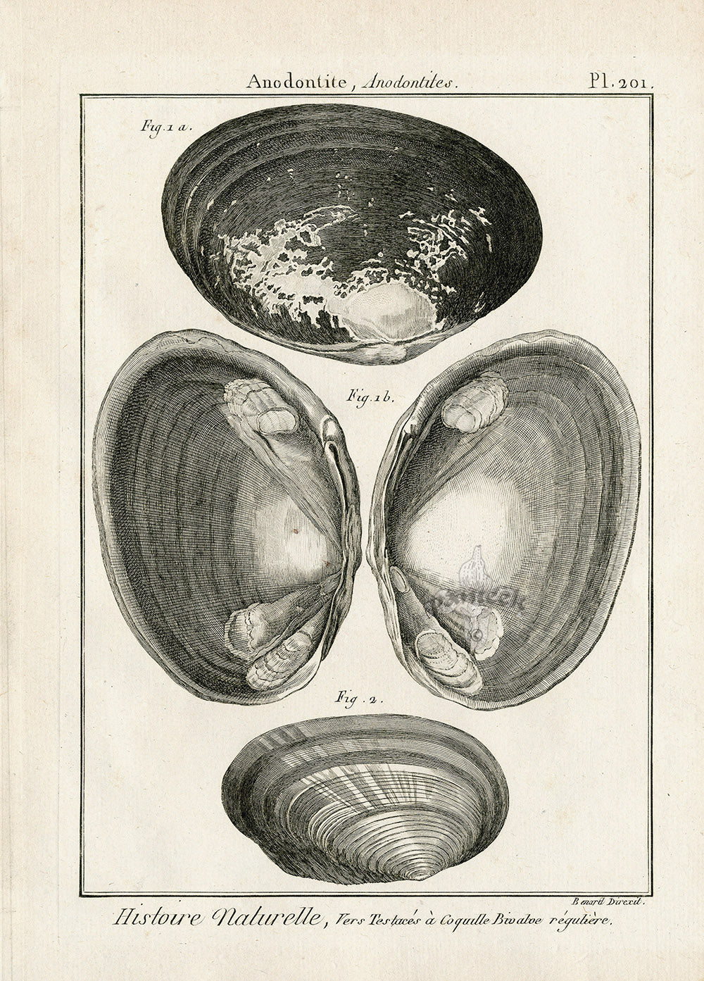 Lamarck Black and White Duck Mussel Shells 1757