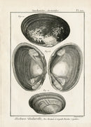 Lamarck Black and White Duck Mussel Shells 1757 - Panteek Antique Prints