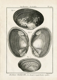 Lamarck Black and White Duck Mussel Shells 1757 - Panteek Antique Prints