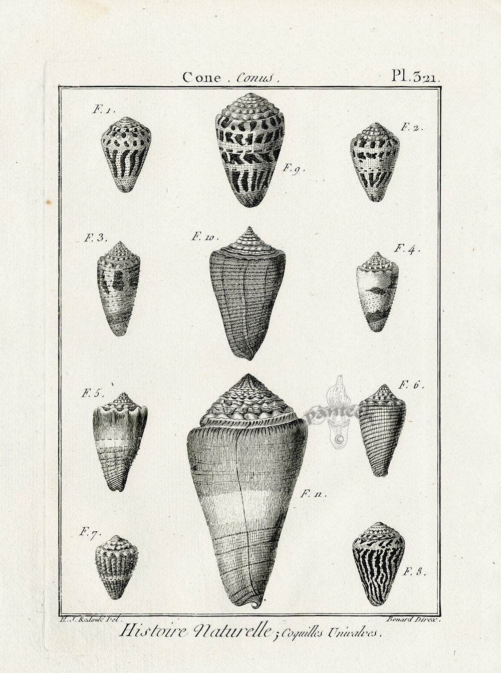 Lamarck Black and White Eleven Cone Shells 1757