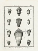 Lamarck Black and White Eleven Cone Shells 1757 - Panteek Antique Prints