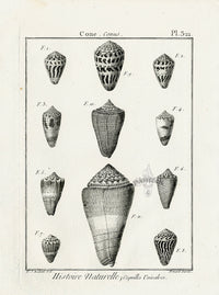 Lamarck Black and White Eleven Cone Shells 1757 - Panteek Antique Prints