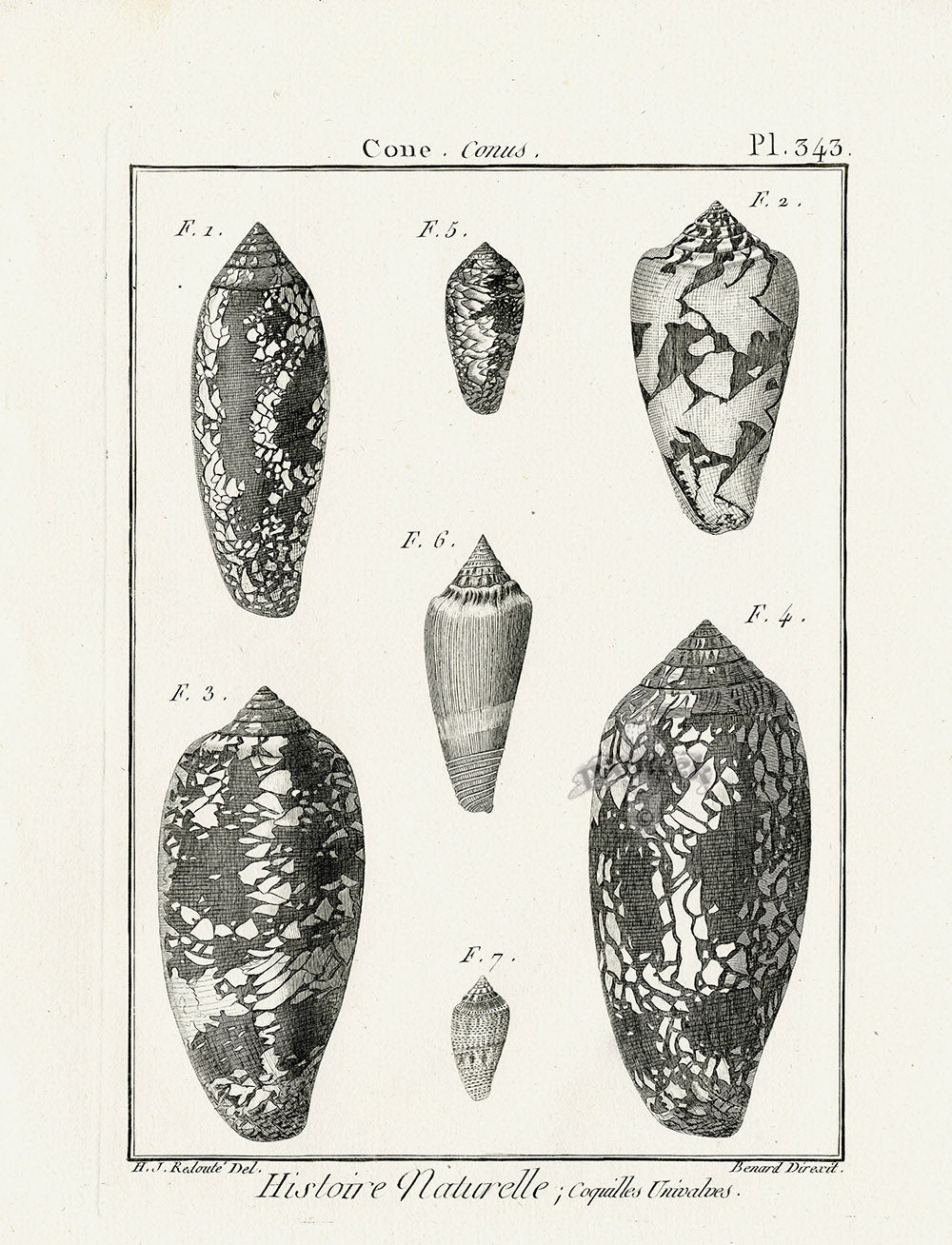 Lamarck Black and White Geography Cone Shells 1757