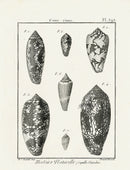 Lamarck Black and White Geography Cone Shells 1757 - Panteek Antique Prints