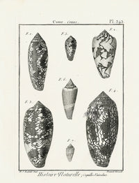 Lamarck Black and White Geography Cone Shells 1757 - Panteek Antique Prints