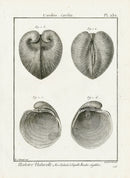 Lamarck Black and White Heart Cockle Shells 1757 - Panteek Antique Prints