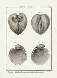 Lamarck Black and White Heart Cockle Shells 1757 - Panteek Antique Prints