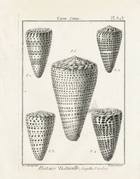 Lamarck Black and White Leopard Cone Shells 1757 - Panteek Antique Prints