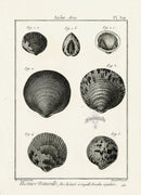 Lamarck Black and White Littleneck Clam Shells 1757 - Panteek Antique Prints