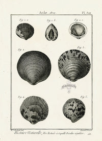 Lamarck Black and White Littleneck Clam Shells 1757 - Panteek Antique Prints