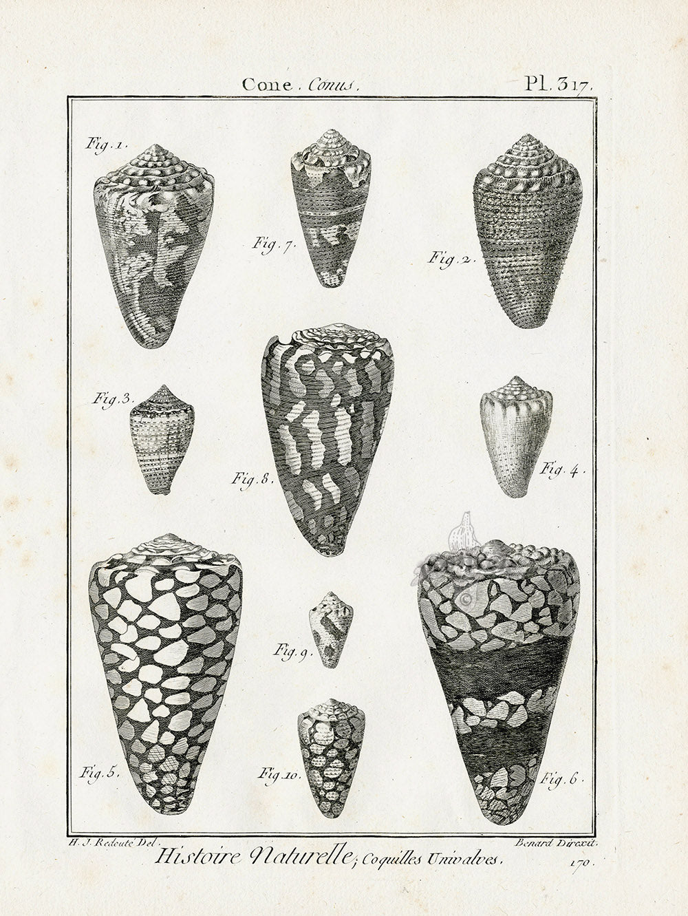 Lamarck Black and White Livid Cone Shells 1757