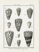 Lamarck Black and White Livid Cone Shells 1757 - Panteek Antique Prints