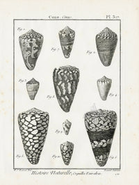 Lamarck Black and White Livid Cone Shells 1757 - Panteek Antique Prints