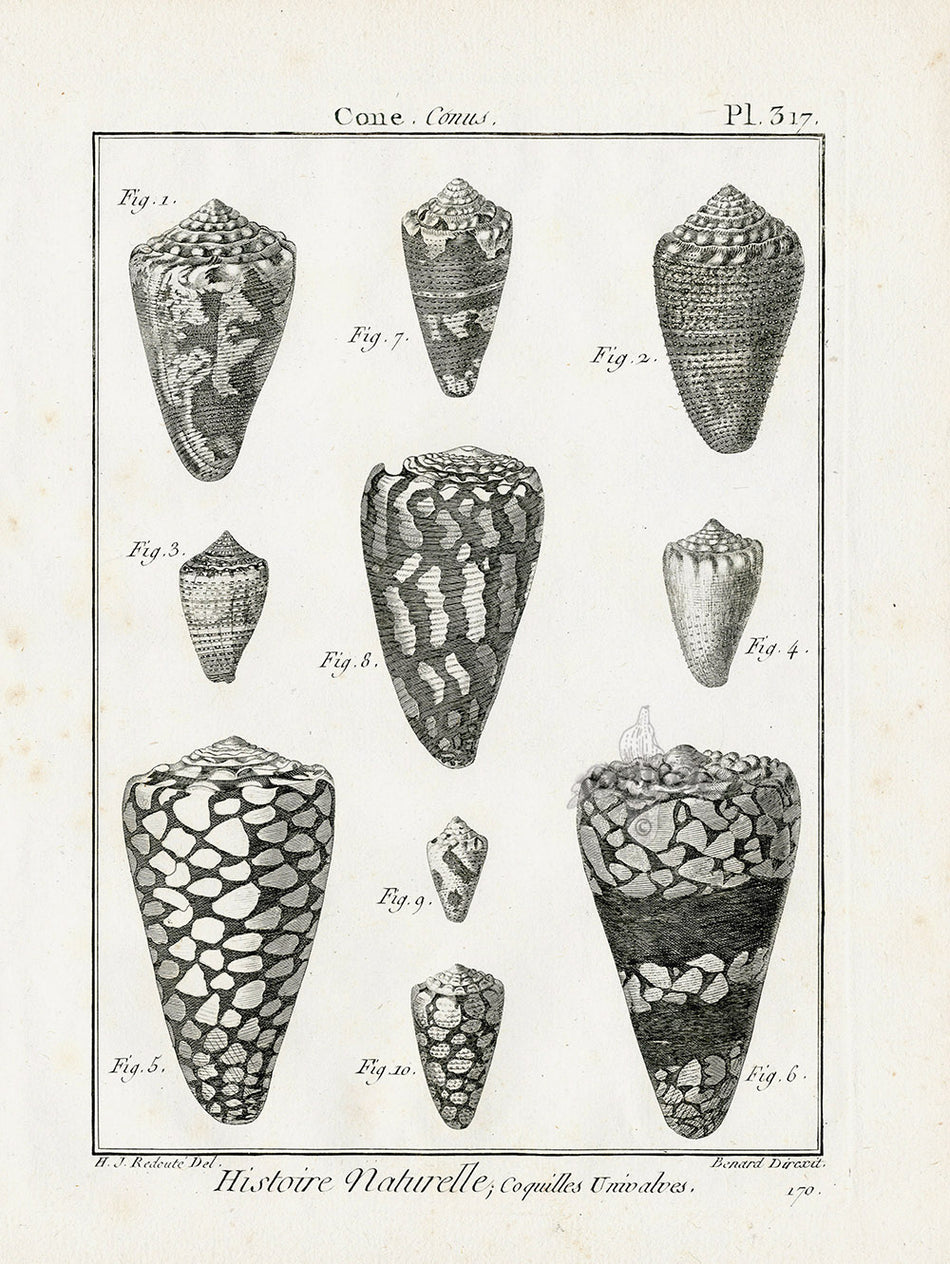 Lamarck Black and White Livid Cone Shells 1757 | Panteek Antique Prints