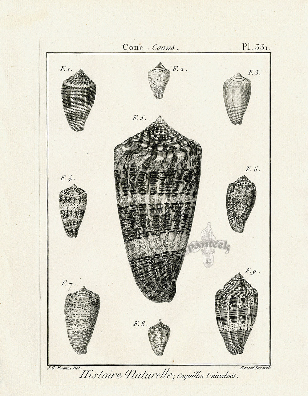 Lamarck Black and White Magical Cone Shells 1757 | Panteek Antique Prints