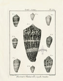 Lamarck Black and White Magical Cone Shells 1757 - Panteek Antique Prints