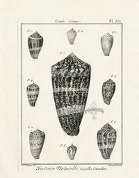 Lamarck Black and White Magical Cone Shells 1757 - Panteek Antique Prints