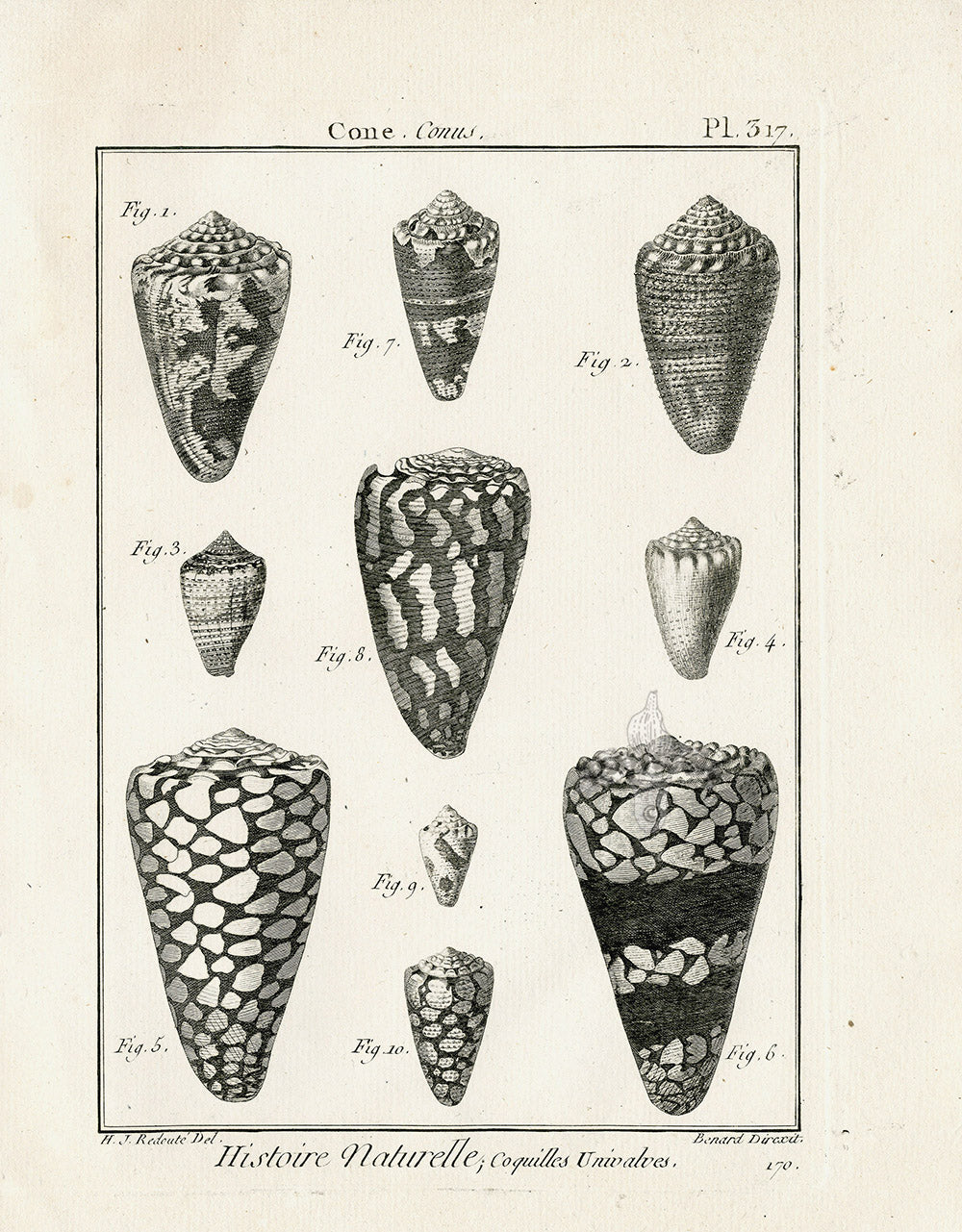 Lamarck Black and White Marbled Cone Shells 1757