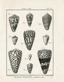Lamarck Black and White Marbled Cone Shells 1757 - Panteek Antique Prints