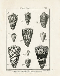 Lamarck Black and White Marbled Cone Shells 1757 - Panteek Antique Prints