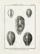 Lamarck Black and White Measled Cowrie Shells 1757 - Panteek Antique Prints