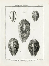 Lamarck Black and White Measled Cowrie Shells 1757 - Panteek Antique Prints