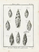 Lamarck Black and White Mitre Shells 1757 - Panteek Antique Prints
