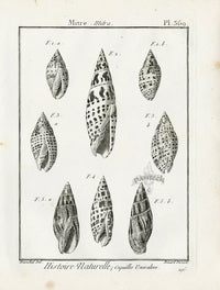 Lamarck Black and White Mitre Shells 1757 - Panteek Antique Prints